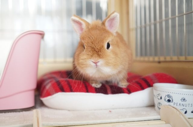 ウサギ