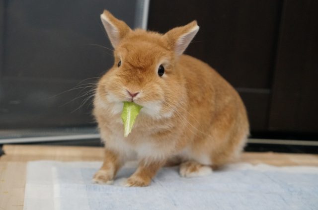 ウサギ